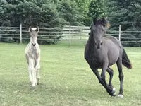 母马, Black Sea breed — 照片 8
