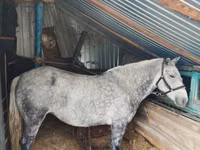 فرس, Ukrainian Riding Horse — الصورة 1
