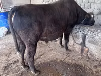 Kuh, Holstein-Rasse — Foto 2