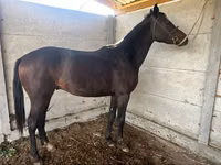 母马, Friesian sport horse — 照片 2