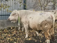Bulle, Charolais cattle — Foto 4