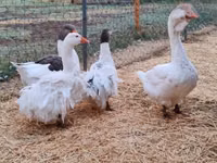 Geese — फ़ोटो 3