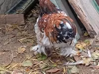 Pékin Bantam — photo 4