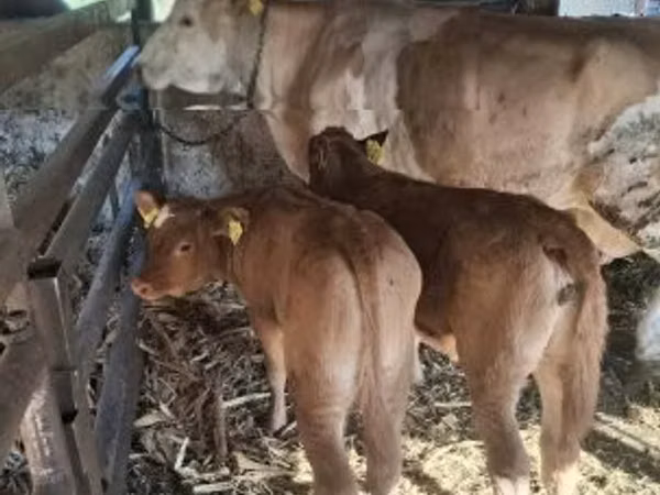 Bull, Limousin cow