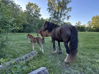 Mare, Gypsy horse — photo 6