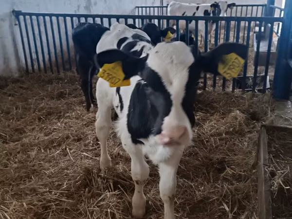 Bulle, Russian Black pied cattle