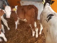 牛只（批次，未指定性别）, Cattle — 照片 5