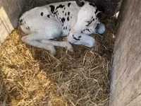 Taureau, Race Holstein — photo 1