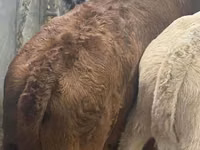 أبقار (دفعة، الجنس غير محدد), Simmental cattle — الصورة 2