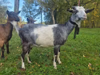 عنزة, Alpine goat — الصورة 2
