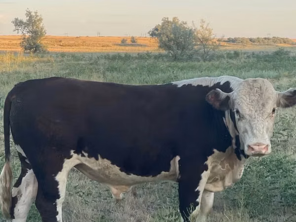 Toro, Vaca kazaja de cabeza blanca