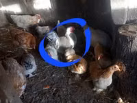 Pékin Bantam — photo 1