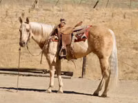 母马, Quarter Horse — 照片 5