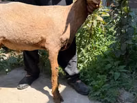 母羊, Jaidara sheep — 照片 2