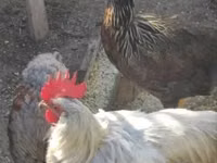 Chickens — الصورة 1