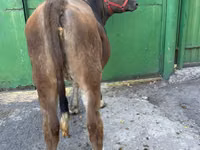 Cow, Swiss cattle — photo 2