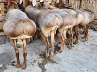 كبش, الأغنام — الصورة 2
