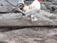 Chickens — 照片 5