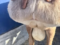 Ram, Arashan sheep — photo 2