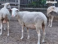 Schaf, Lacaune sheep — Foto 4