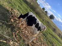 Vache, Race de vache — photo 4