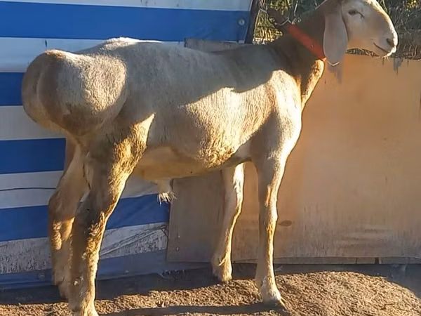 Bélier, Arashan sheep