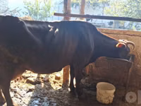 Vache, Red Estonian cattle — photo 4