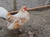 डेनिश हेन — फ़ोटो 1
