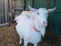 Cabras (lote, sexo no especificado), Saanen goat — foto 7