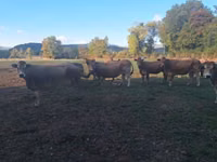 母牛, Partenaise cattle — 照片 3