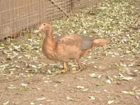 Ducks — الصورة 5