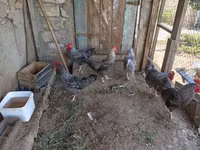 Slovenian Barred Hen — photo 1