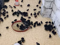 Chickens — फ़ोटो 2