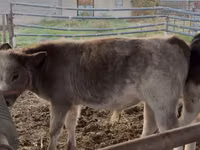 牛只（批次，未指定性别）, Belgian Blue — 照片 2