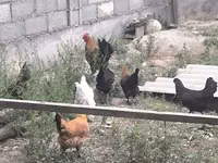 Chickens — الصورة 8