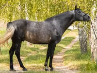 حصان, Andalusian horse — الصورة 1