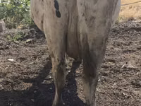 Vaca, Russian Black pied cattle — foto 6