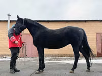 Stute, Akhal-Teke — Foto 6