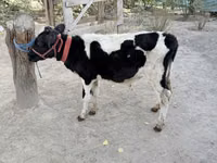 Toro, Russian Black pied cattle — foto 2
