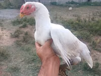 Chickens — फ़ोटो 4