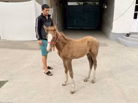 Yegua, Caballos — foto 2