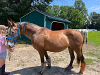 Stute, Appaloosa — Foto 4