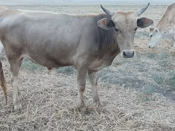 公牛, Azerbaijani zebu
