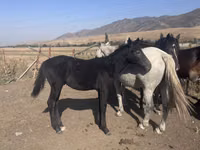 Cheval, Russian Don — photo 2