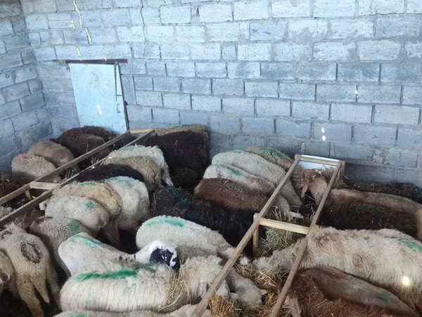 Schaf, Beulah Speckled face sheep