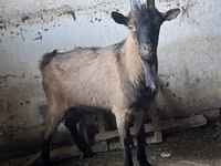公山羊, Oberhasli goats — 照片 3