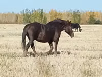 Caballo, Vladimir heavy draft — foto 8