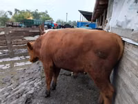 ثور, Russian Black pied cattle — الصورة 3