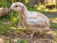Quails — फ़ोटो 1