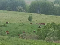 Vaca, Ayrshire — foto 6
